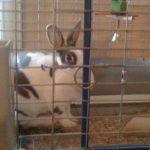 One of Desiree's pet rabbits