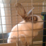 One of Desiree's pet rabbits