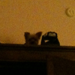 One of Desiree's pet dogs