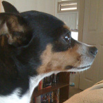 One of Desiree's pet dogs