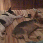 Two of Desiree's pet dogs