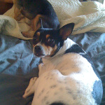 Two of Desiree's pet dogs