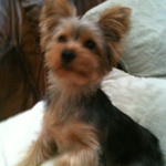 One of Desiree's pet dogs