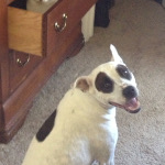 One of Desiree's pet dogs