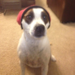 One of Desiree's pet dogs