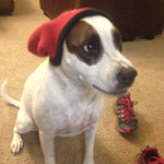 One of Desiree's pet dogs