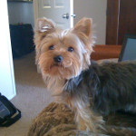 One of Desiree's pet dogs