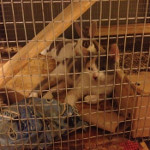 Desiree's pet cat and rabbit