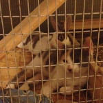 Desiree's pet cat and rabbit