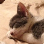 One of Desiree's pet cats