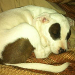 One of Desiree's pet dogs