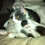 One of Desiree's pet dogs and one of her cats