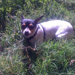 One of Desiree's pet dogs