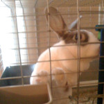 One of Desiree's pet rabbits