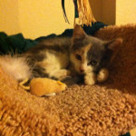 One of Desiree's pet cats