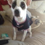 One of Desiree's pet dogs