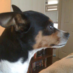 One of Desiree's pet dogs